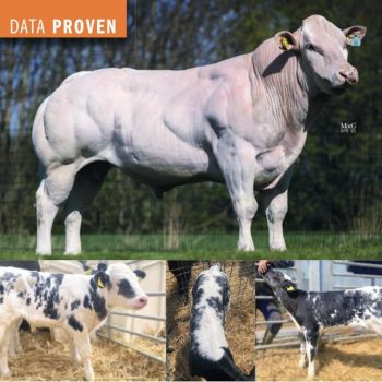 М’ясні породи від Cogent Breeding Ltd